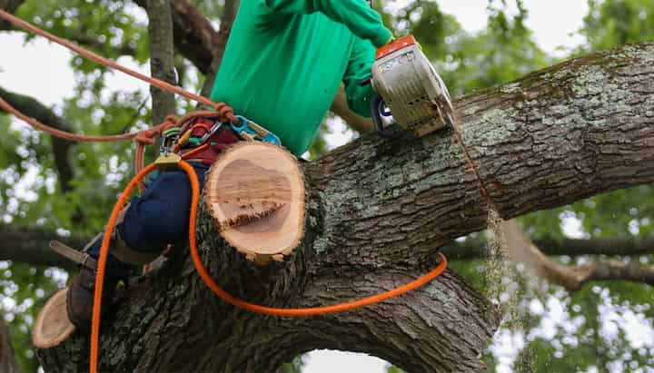 Relax with Valdosta best tree removal.