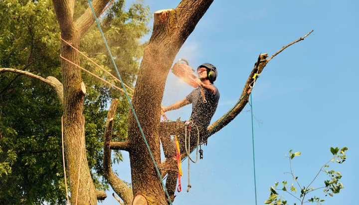 Valdosta tree removal experts solve tree issues.