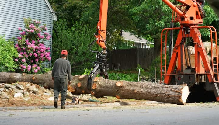 Local partner for Tree removal services in Valdosta