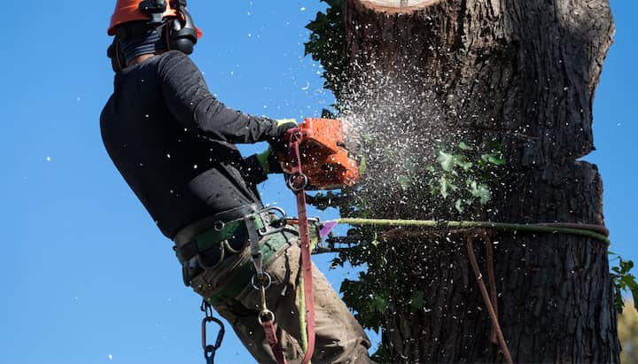 Professional Tree removal solutions in Valdosta