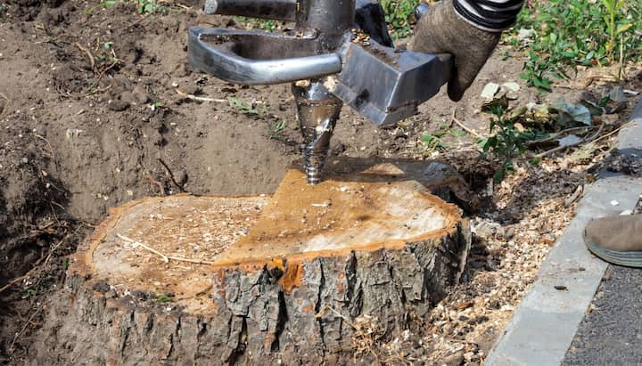 Valdosta Tree stump removal